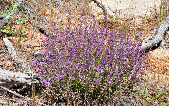 Hedeoma nana, Dwarf False Pennyroyal